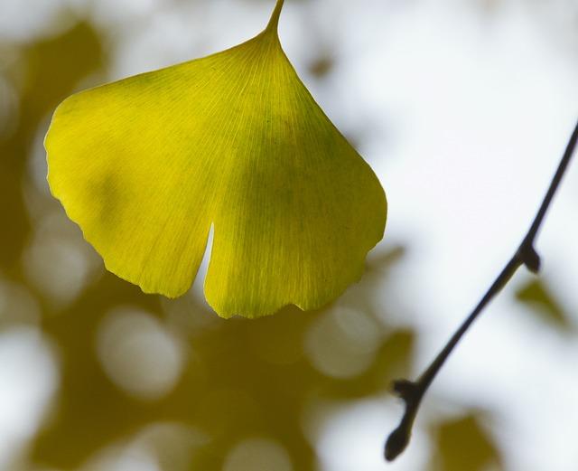 Účinnost a bezpečnost Ginkgo Biloba pro podporu nervového zdraví