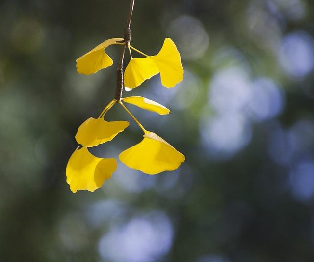 Porovnání Ginkgo Biloba s jinými přírodními podporami nervového zdraví