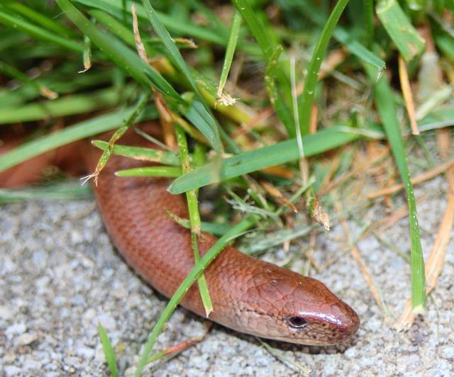 Podobnosti mezi Anginou Pectoris a Infarktem