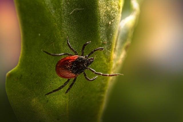 Může dlouhodobá ⁣borelioza způsobit stálou ztrátu‍ čichu